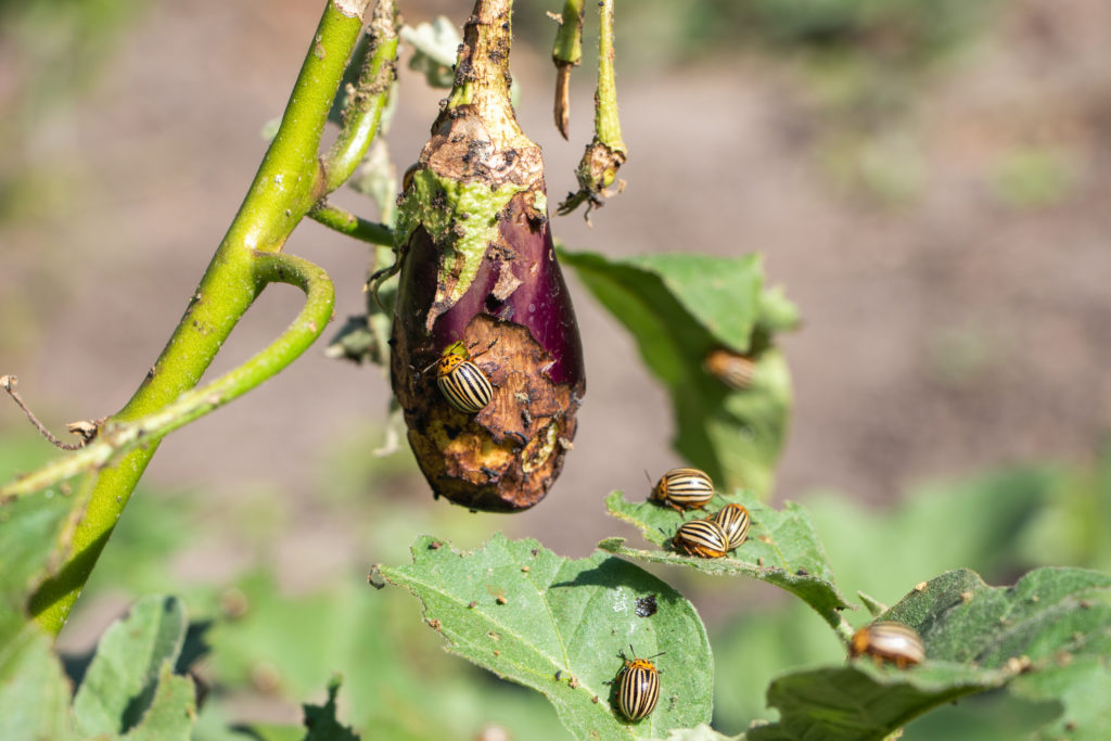 Foglie mangiate Dorifora melanzana parassita