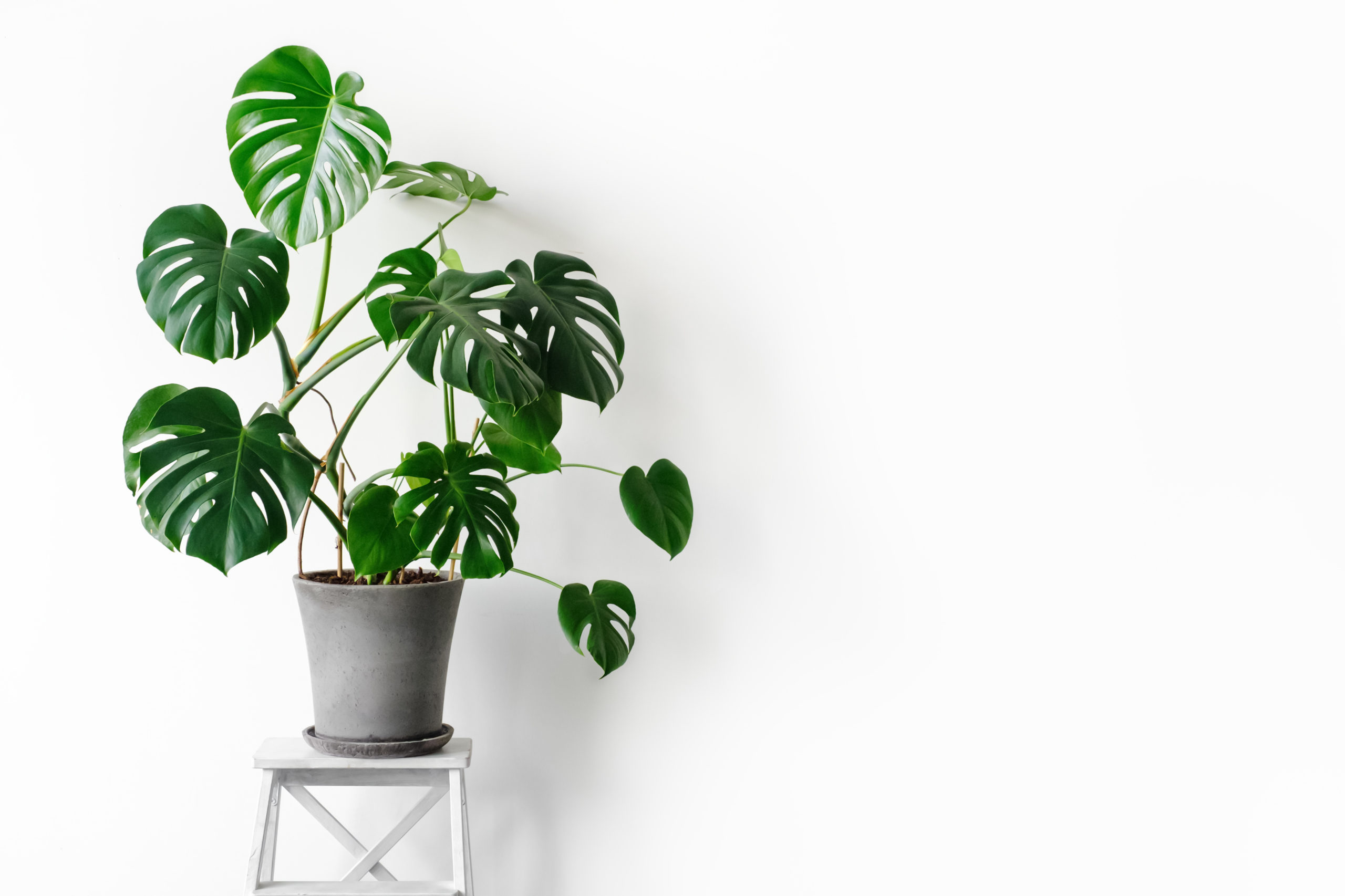 Monstera cura e consigli per averla Deliciosa | Fito