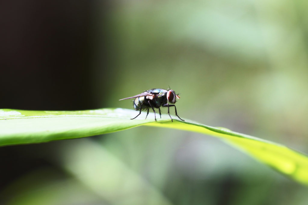 Foglie mangiate e parassiti. Mosca