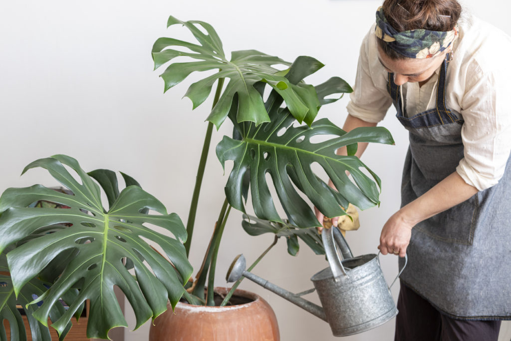 Come annaffiare Monstera, quanta acqua