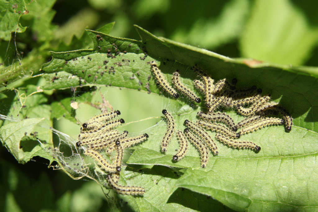 Cavolaia insetti e foglie mangiate