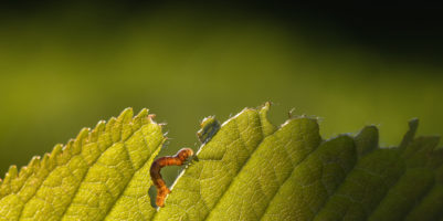 Foglie delle piante mangiate