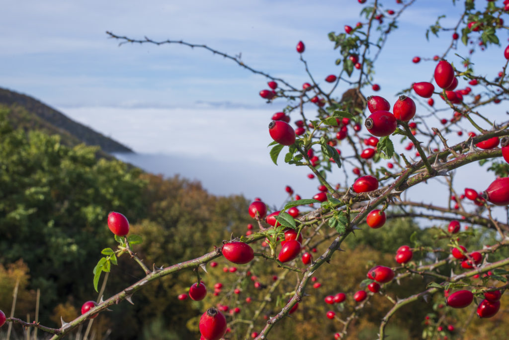 Rosa canina pianta per birdgarden