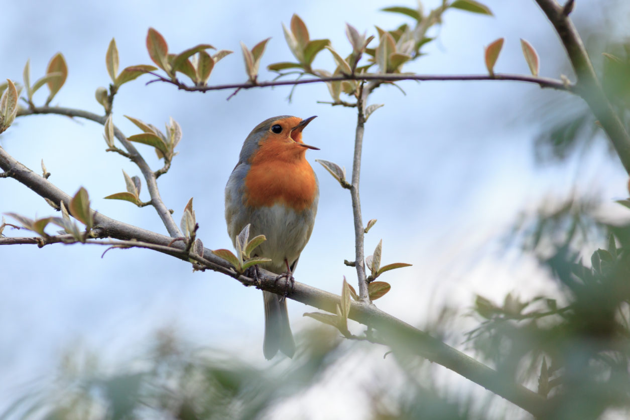 Piante per fare birdgardening