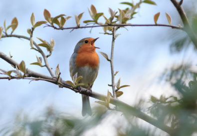 Piante per fare birdgardening