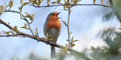 Piante per fare birdgardening