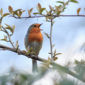 Piante per fare birdgardening