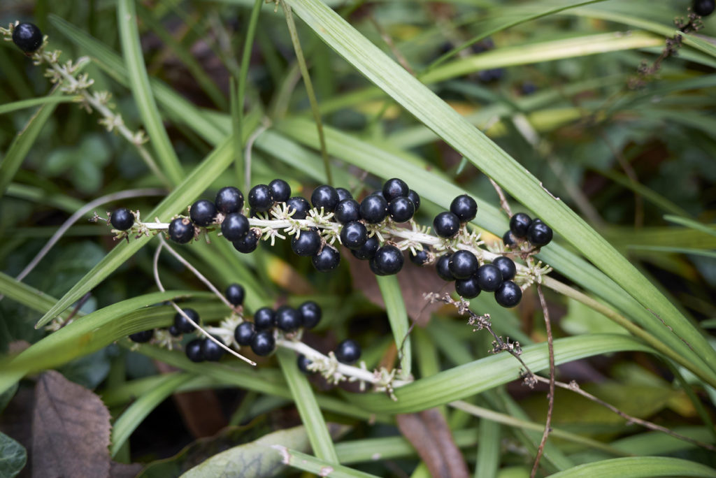 giardino fiorito anche in inverno bacche Liriope muscari