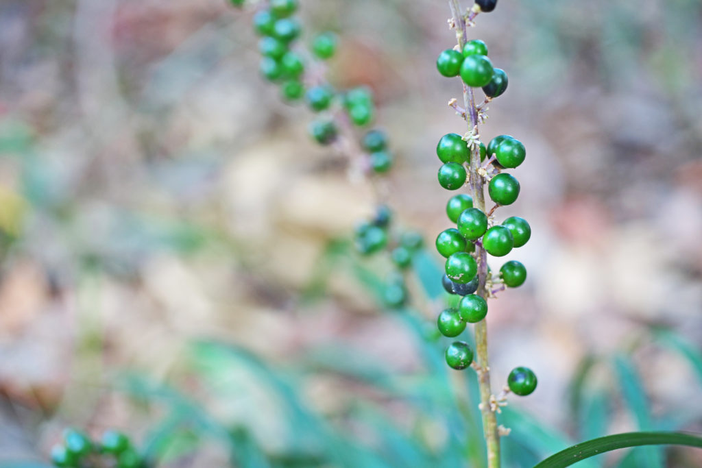 giardino fiorito anche in inverno bacche della Liriope muscari