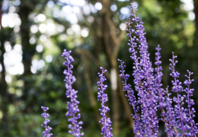 giardino fiorito anche in inverno coltivazione Liriope muscari