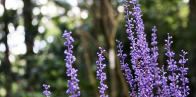 giardino fiorito anche in inverno coltivazione Liriope muscari