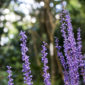 giardino fiorito anche in inverno coltivazione Liriope muscari