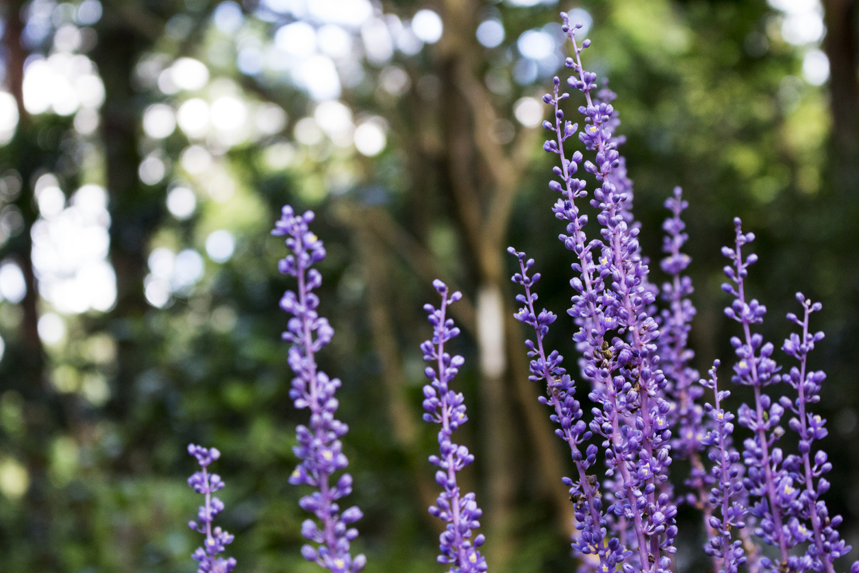 giardino fiorito anche in inverno coltivazione Liriope muscari