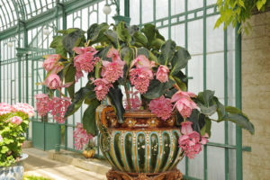 Medinilla pianta da appatamento