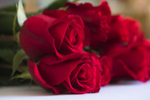 significato rosa rossa: amore