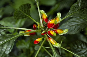 Coltivazione-Impatiens-Niamniamensis-in-vaso_FITO-