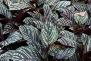 calathea pianta verde da interno innocua per cani e gatti_Fito