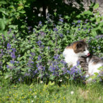 Erba gatta fiorita pianta innocua per cani e gatti_fito