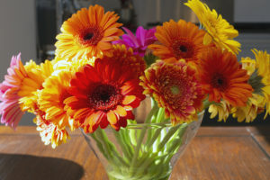 gerbera fiore innocuo per cani e gatti_Fito