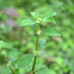 parietaria pianta verde innocua per cani e gatti_Fito