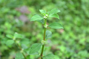 parietaria pianta verde innocua per cani e gatti_Fito
