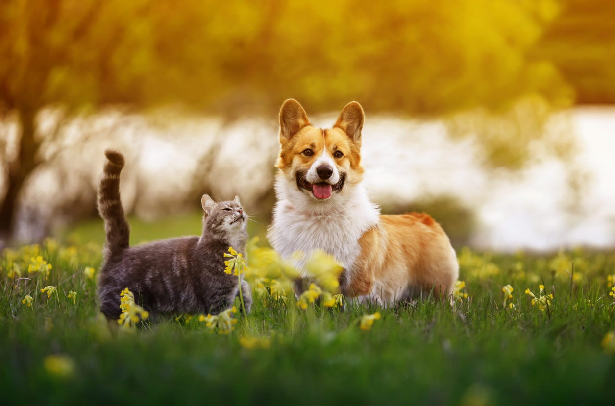 15 piante innocue per cani e gatti_fito