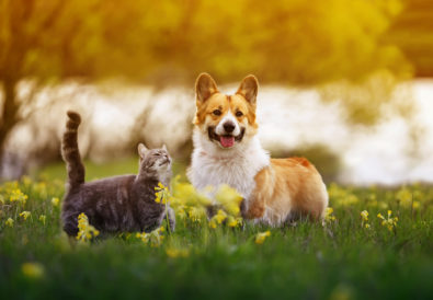 15 piante innocue per cani e gatti_fito