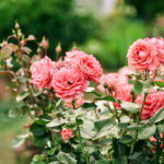 Rosa, fiore e pianta innocua per cani e gatti_fito