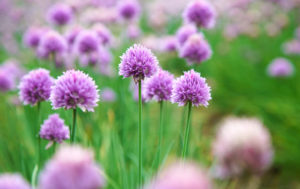 fiori erba cipollina erba cipollina semina e coltivazione