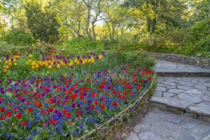 Shakespeare Garden in Central Park