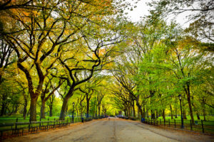 The Mall in Central Park