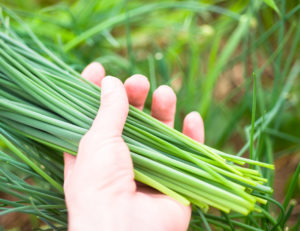 erba cipollina semina e coltivazione