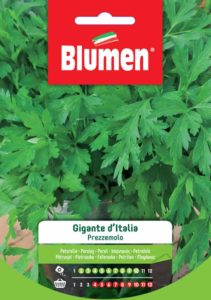 pezzemolo gigante d'italia, sementi BLUMEN