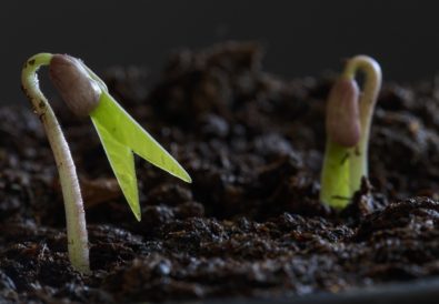 germinazione semi cotiledoni