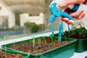 Spruzzino d'acqua per innaffiare i germogli