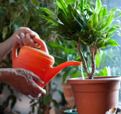 Annaffiare le piante in vaso