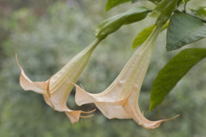 Brugmansia arborea troba degli angeli velenosa