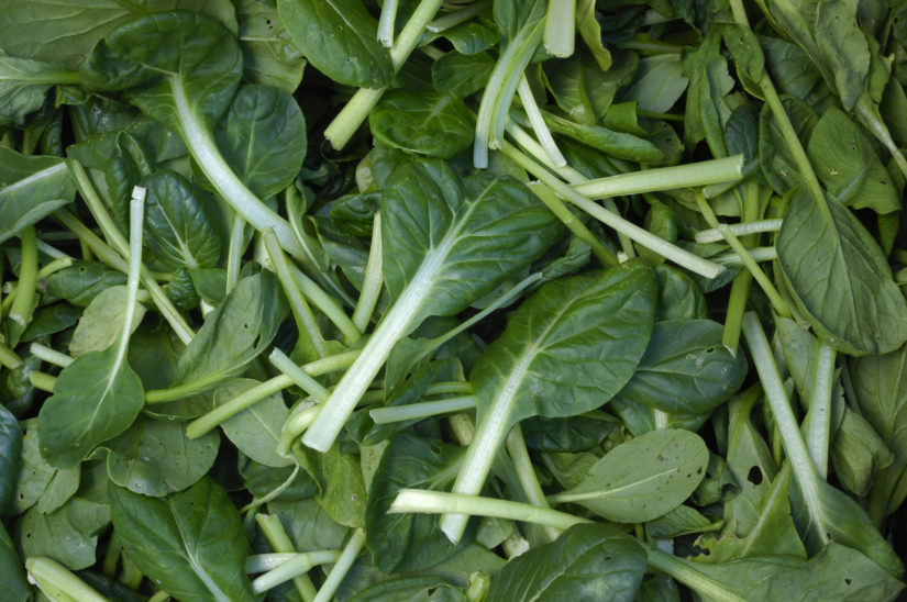 Tatsoi cavolo cinese-Coltivazione Fito