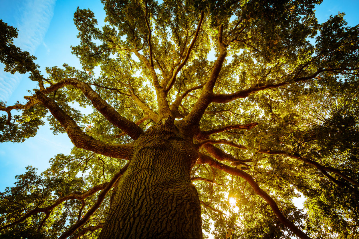 alberi_da_giardino