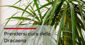 Come prendersi cura della Dracena. La dracena è una pianta d’appartamento molto diffusa, facile da curare. Leggi l'articolo per scoprire come prendertene cura.