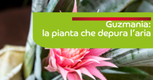 Guzmania cura e mantenimento