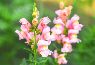 Fiore bocca di leone