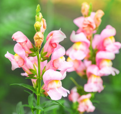 Fiore bocca di leone