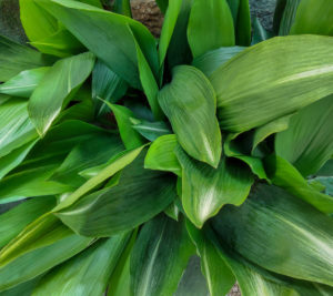 Aspidistra