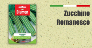 zucchino romanesco