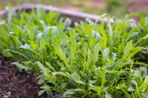 rucola- ortaggi che non necessitano irrigazione