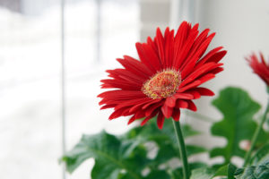 Gerbera aiuta il sonno