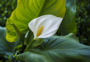 Calla Pianta che aiuta a riposare meglio