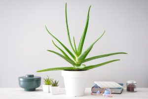 Aloe Vera pianta che aiuta il sonno