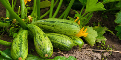 come coltivare la zucchina